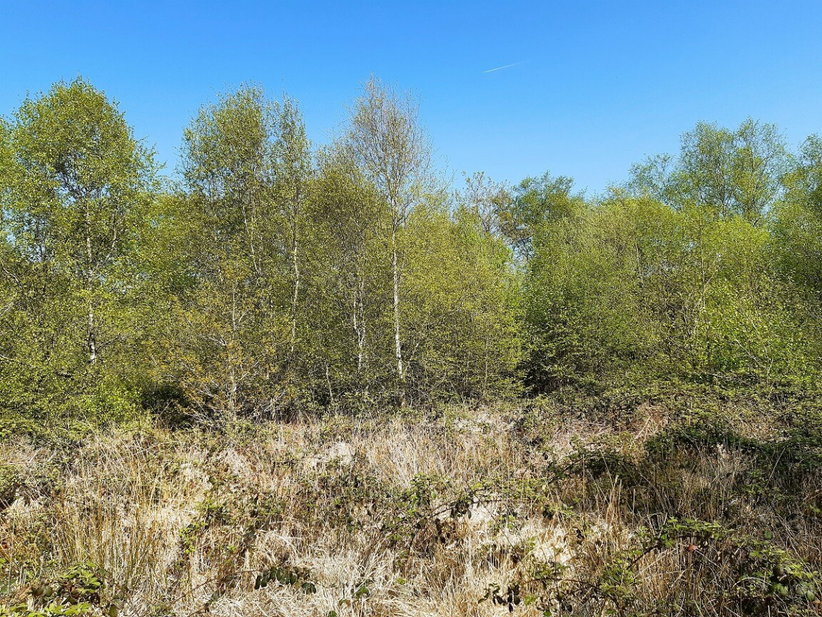 Silver Birch Shimmering Across Rough Grass And Bramble, April 2022