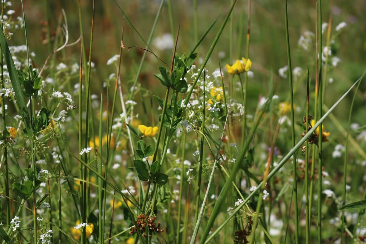 Rushes, with greater bird's foot trefoil and marsh bedstraw. Rushes, with greater bird's foot trefoil and marsh bedstraw.