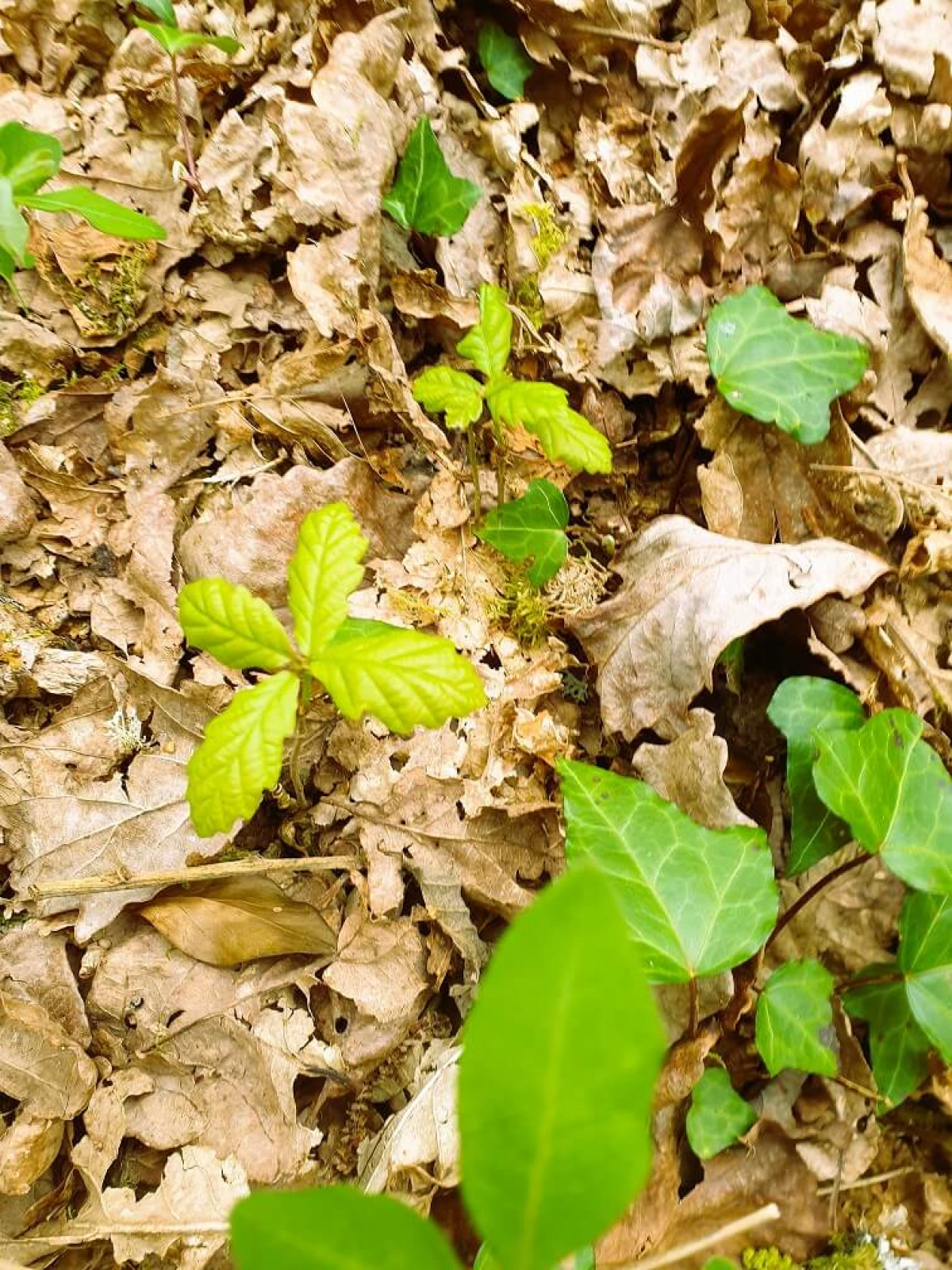 Sessile Oaks Naturally Regenerating Sessile Oaks Naturally Regenerating