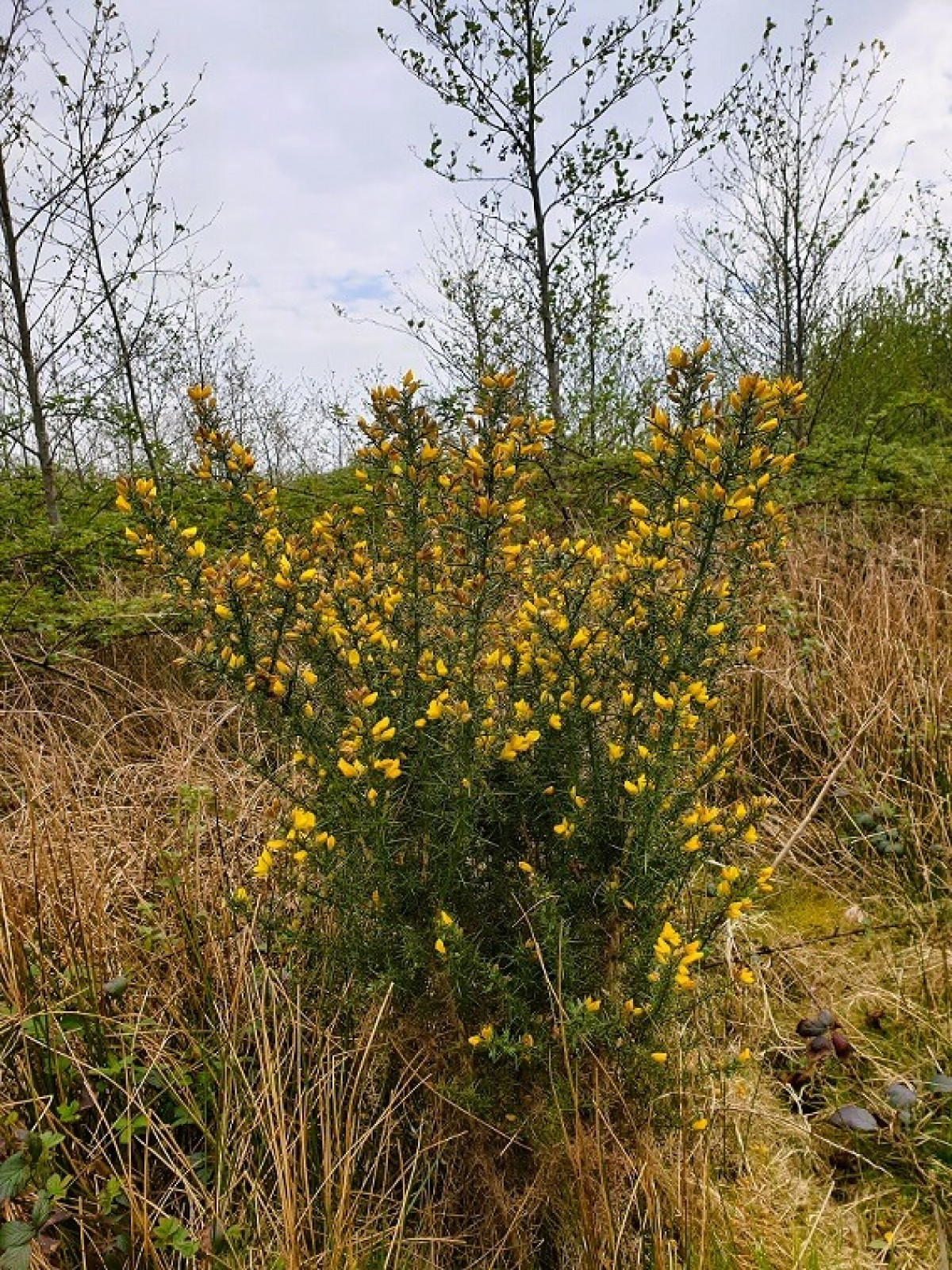 Yellow Flowers Of Common Broom, April 2022 Yellow Flowers Of Common Broom, April 2022