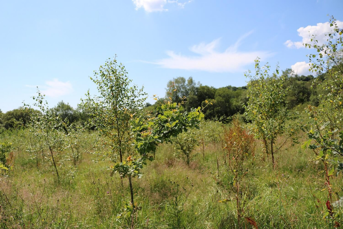 Newly Planted Alder In Wales For Carbon Capture Newly Planted Alder In Wales For Carbon Capture