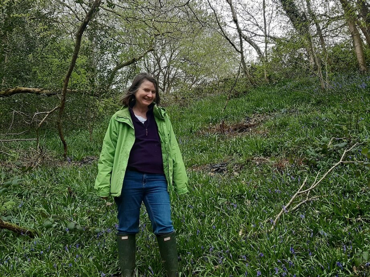 Sophie Amongst Bluebells In The Dingle Sophie Amongst Bluebells In The Dingle