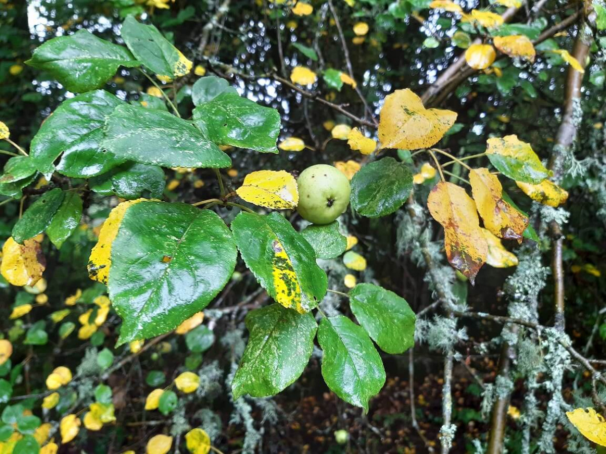 Crabapples on Clawdd, Sep 2022 Crabapples on Clawdd, Sep 2022