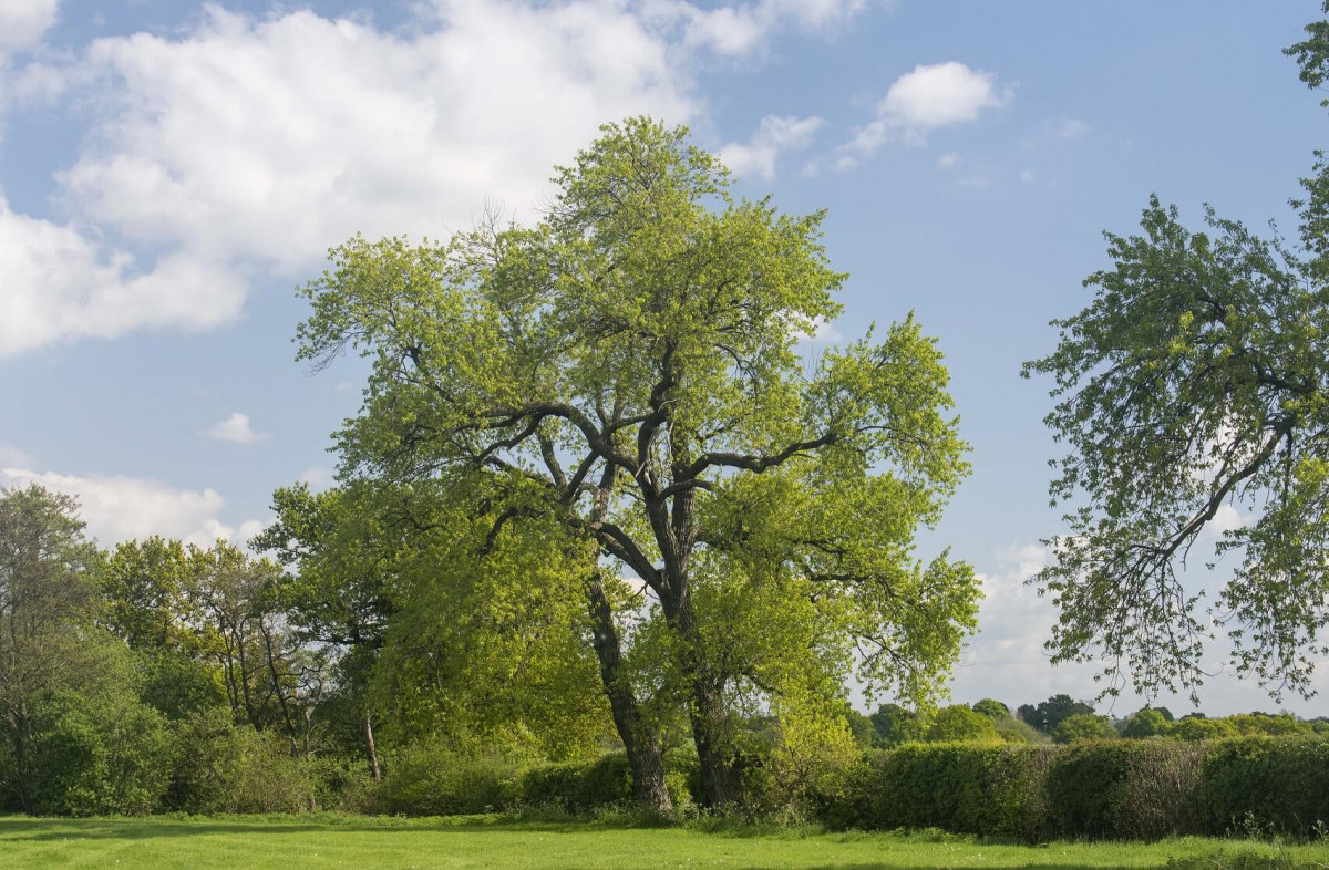 Black Poplar in Cheshire Black Poplar in Cheshire