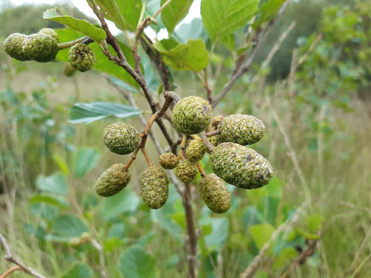 Female Alder Catkins, Sep 2022 Female Alder Catkins, Sep 2022