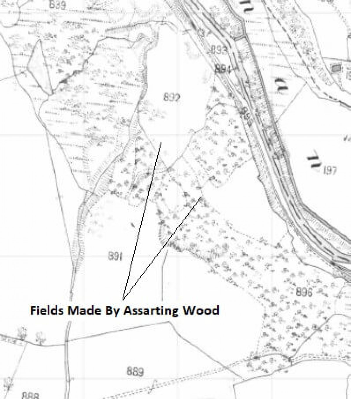 Fields Made By Cutting Back Wood At Coed Olaf In Nineteenth Century