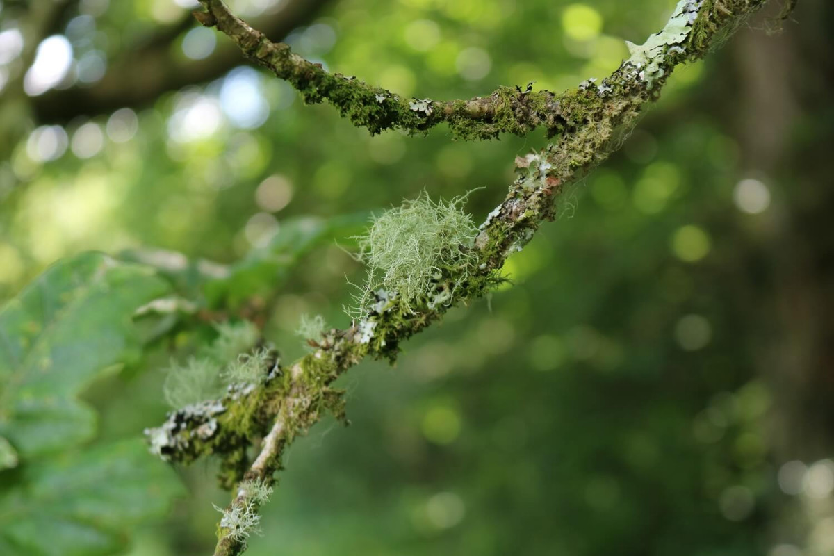 Moss and lichen on oak tree.