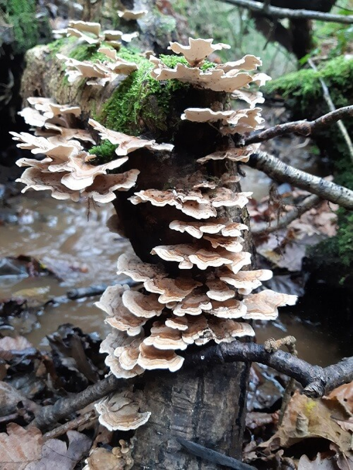 Bracket Fungus On Decaying Branch In Stream Bracket Fungus On Decaying Branch In Stream