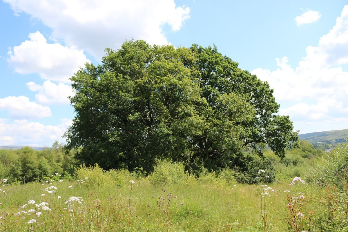 Old Oak Trees In Hay Meadow