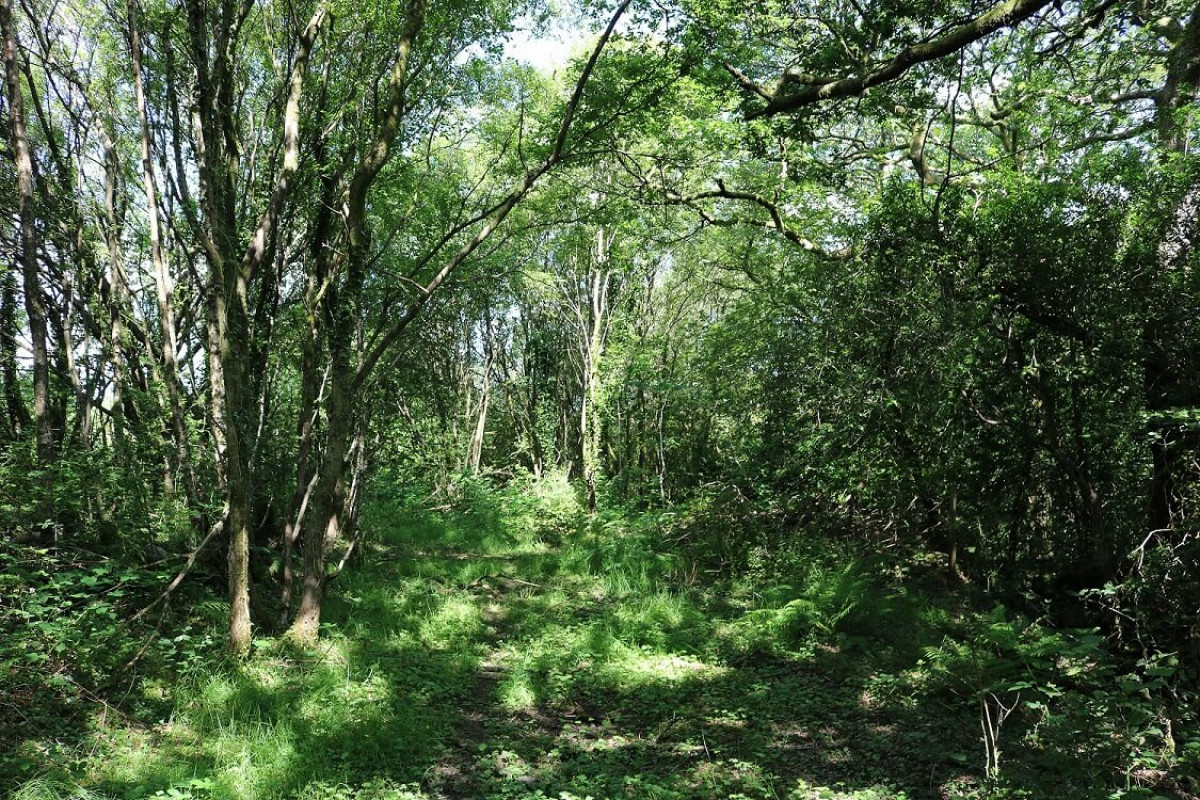 Older Trees In Field Edges Older Trees In Field Edges