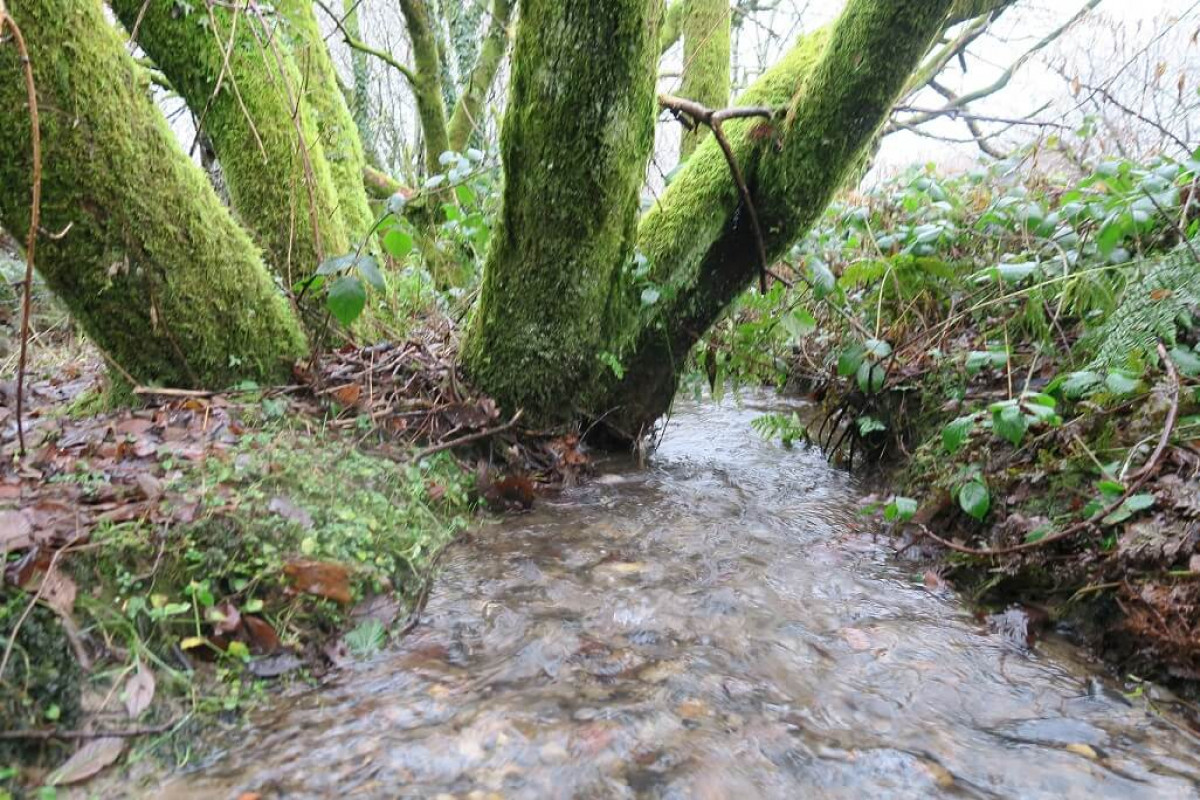 A Full Stream at Olaf Wood, with Mossy Willow, Dec 2019. A Full Stream at Olaf Wood, with Mossy Willow, Dec 2019.