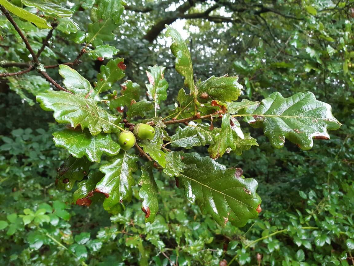 Acorns on Sessile Oak Tree, Sep 2022 Acorns on Sessile Oak Tree, Sep 2022