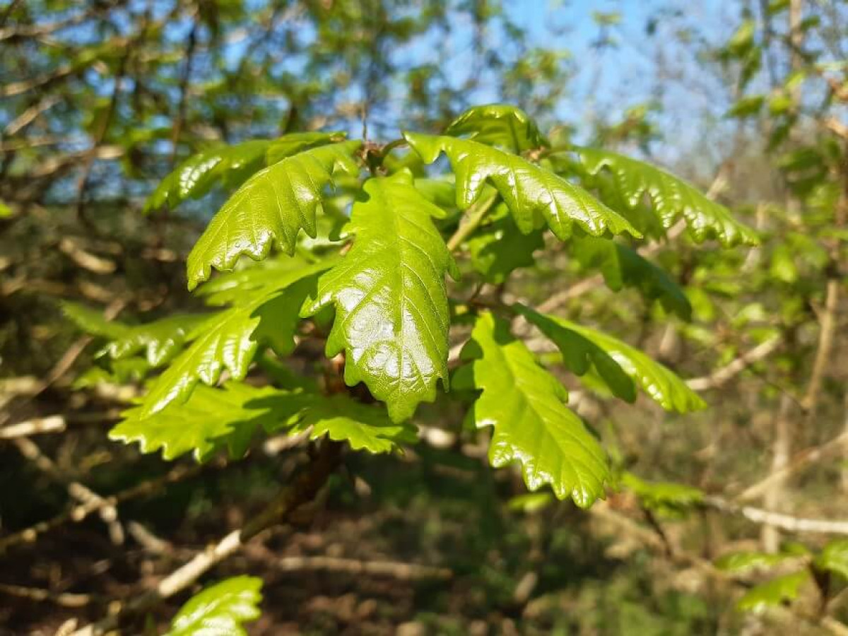 New Growth Oak Leaves, April 2022 New Growth Oak Leaves, April 2022