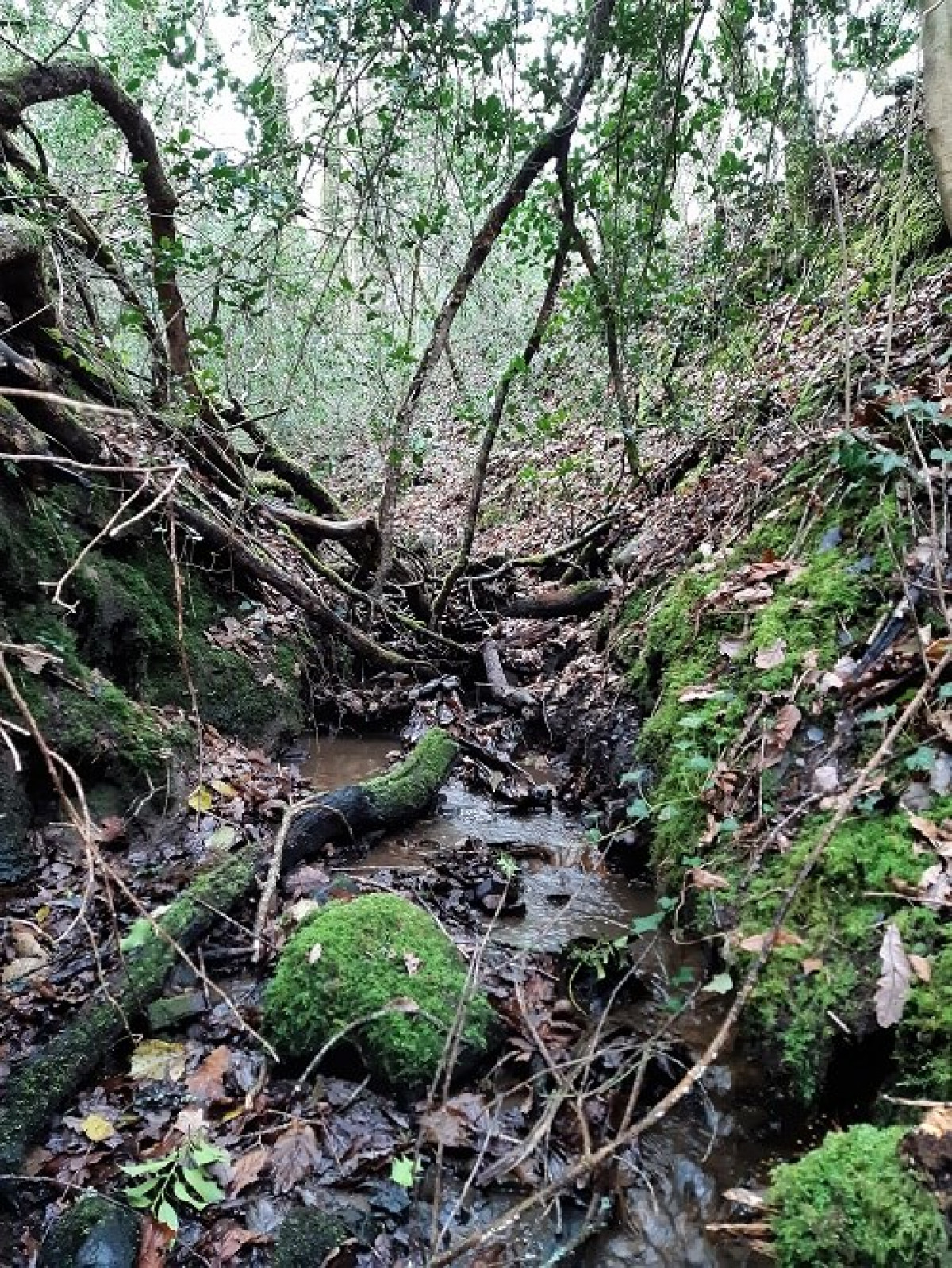 Branches And Leaves Creating Leaky Dams In Middle Stream