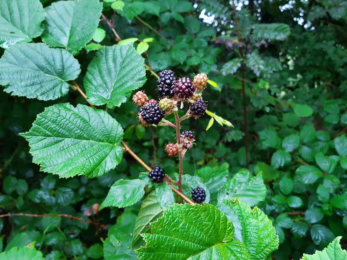 Blackberries, Sep 2022 Blackberries, Sep 2022
