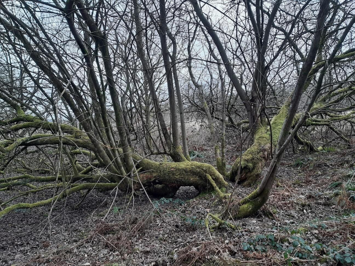 Old Willow Tree In Waungroes Old Willow Tree In Waungroes