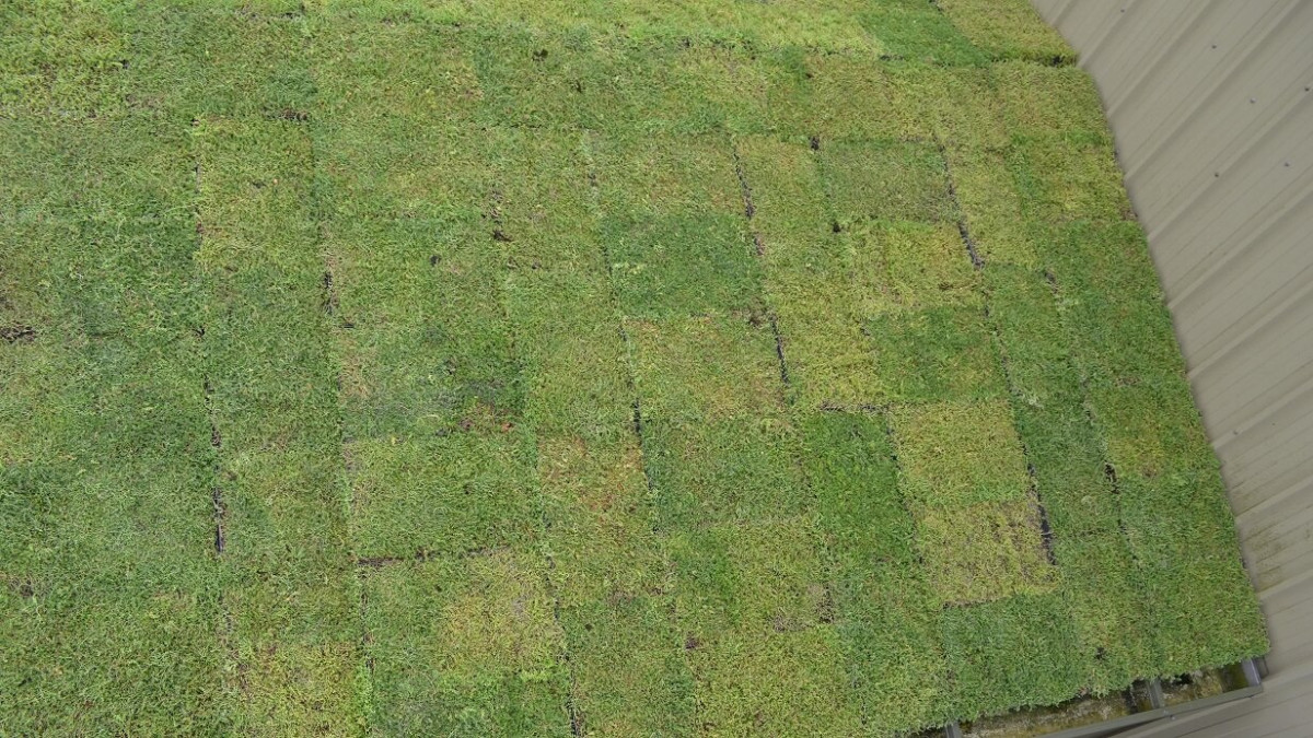 New Sedum Roof At Steenbergs New Sedum Roof At Steenbergs