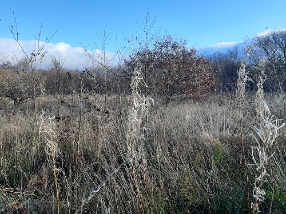 Habitat In Waunfain - Molinia, Juncus, Alder And Oak Habitat In Waunfain - Molinia, Juncus, Alder And Oak