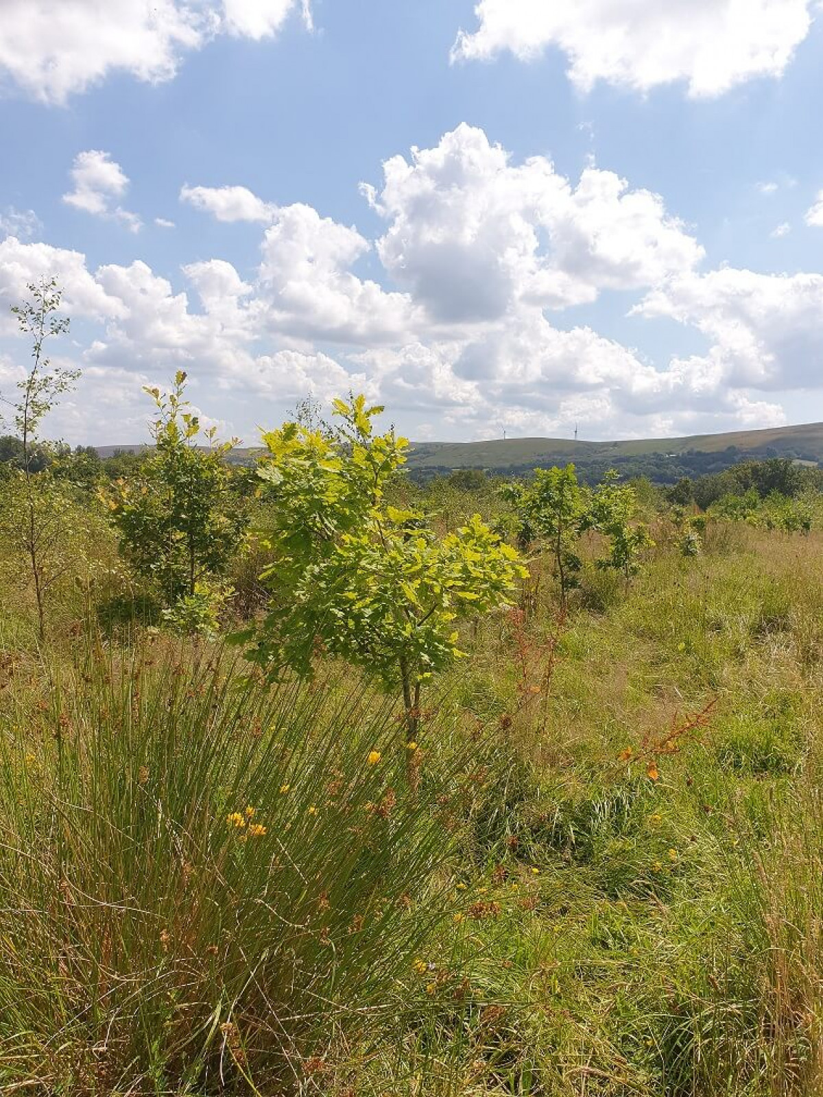View across hay meadow planted with downy birch, sessile oak and alder, then over Amman valley. View across hay meadow planted with downy birch, sessile oak and alder, then over Amman valley.