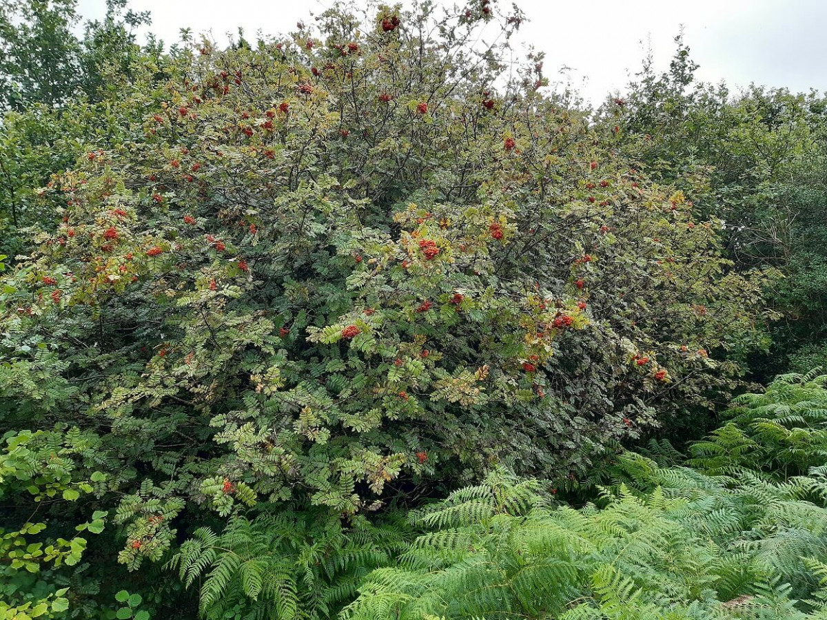 Rowan Trees At Coed Olaf Rowan Trees At Coed Olaf