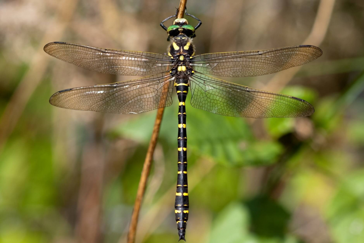 Golden Ringed Dragonfly In Our Welsh Woodland Golden Ringed Dragonfly In Our Welsh Woodland