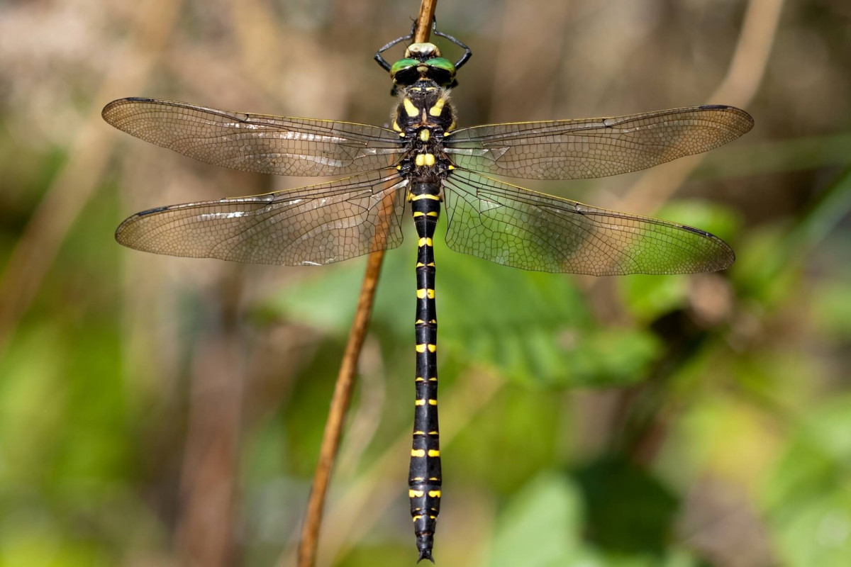 Golden Ringed Dragonfly In Our Welsh Woodland