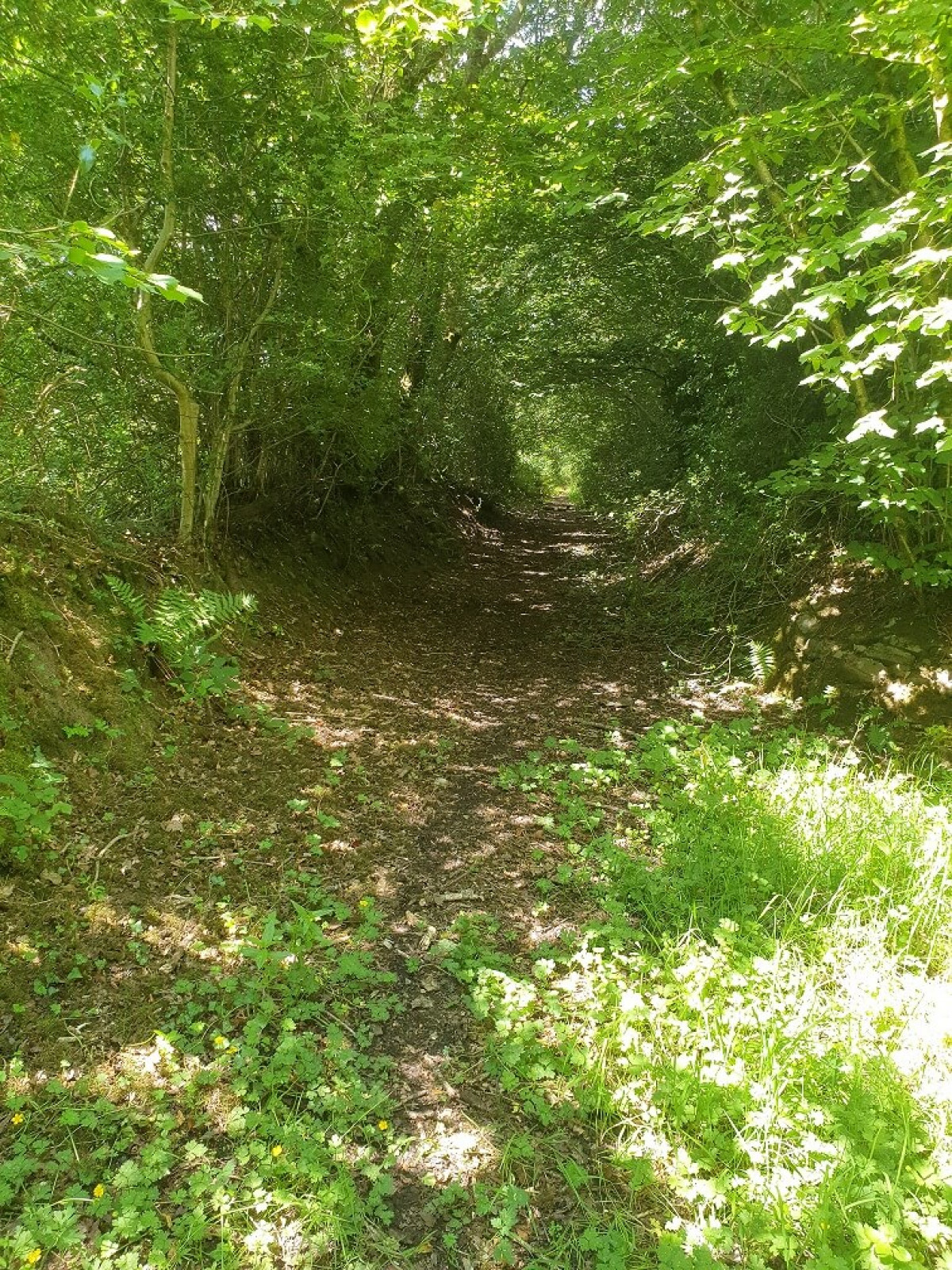 The Holloway At Coed Olaf