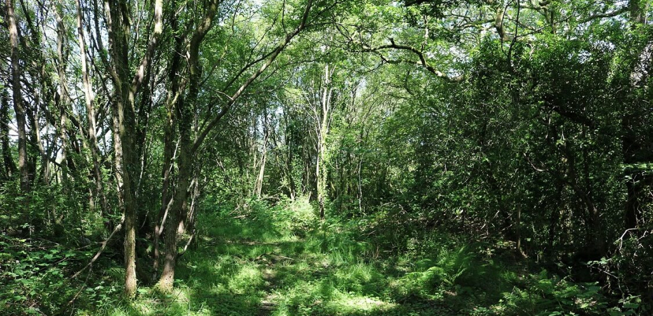 The First British Poem About Trees – ‘The Battle of the Trees’