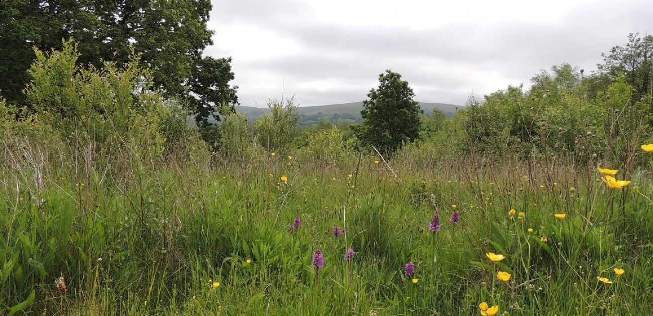 Steenbergs Small Woodland in Wales – Environmental Benefits
