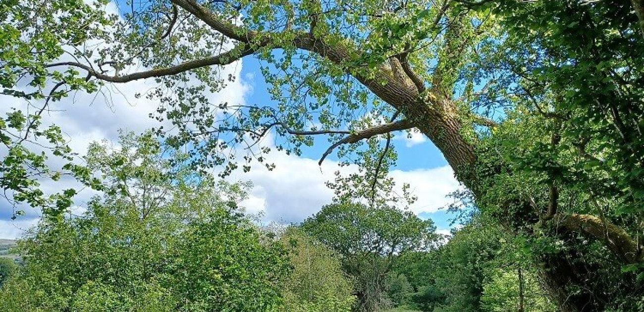 The Leaning Poplar – Is It A Hybrid Or A Native Black Poplar?