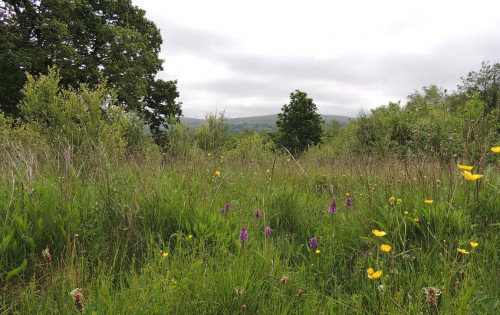 Steenbergs Small Woodland in Wales – Environmental Benefits