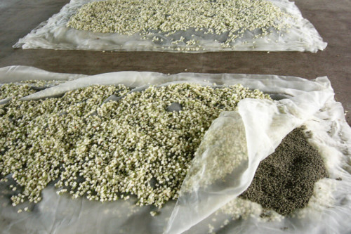 Steenbergs Organic Jasmine Green Tea has been infused with fresh jasmine teas.