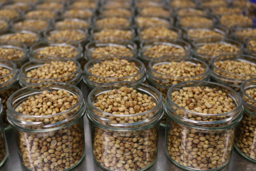 Steenbergs Organic Coriander Seeds being packed at the Steenbergs organic spice factory in North Yorkshire, UK.
