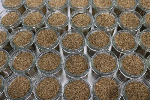 Steenbergs Organic Cumin seed being packed in the Steenbergs UK organic spice factory.