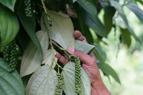 Steenbergs organic Fairtrade black pepper growing on the vine in Sri Lanka.