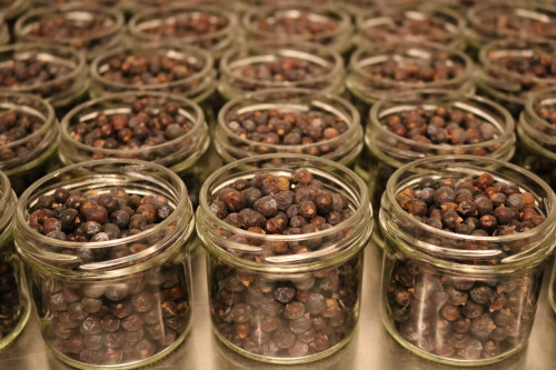 Steenbergs Organic Juniper Berries part of the range of spices from the UK's sustainable spice company