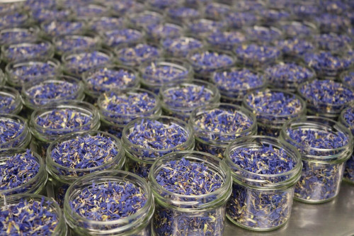 Steenbergs Edible Cornflower petals being packed at Steenbergs UK eco-spice factory