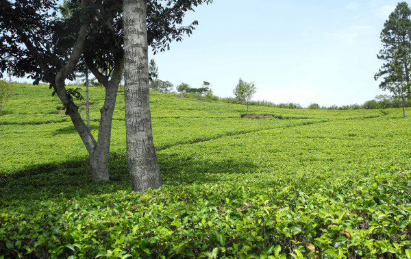 Greenfields Estate, Sri Lanka, a personal viewpoint
